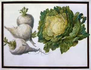 Rapa, Cavolo
